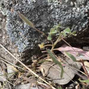 Oxalis exilis at Mount Taylor - 8 Oct 2023 11:38 AM