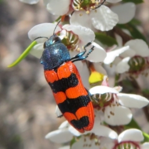 Castiarina crenata at Bluetts Block (402, 403, 12, 11) - 19 Nov 2023