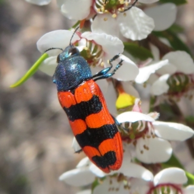 Castiarina crenata (Jewel beetle) at Piney Ridge - 19 Nov 2023 by Christine