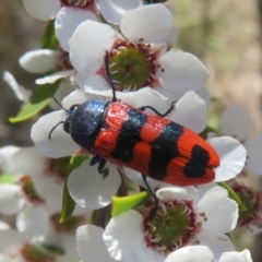 Castiarina crenata at Block 402 - 19 Nov 2023