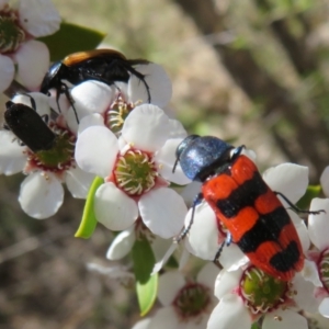 Castiarina crenata at Block 402 - 19 Nov 2023