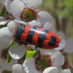 Castiarina crenata at Block 402 - 19 Nov 2023