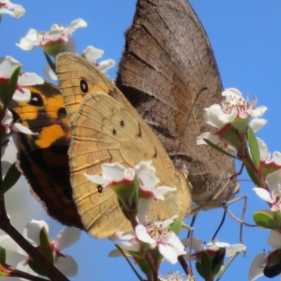 Heteronympha merope (Common Brown Butterfly) at Piney Ridge - 18 Nov 2023 by Christine