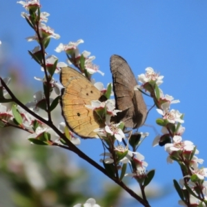 Heteronympha merope at Bluetts Block (402, 403, 12, 11) - 19 Nov 2023 10:55 AM