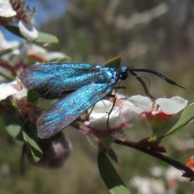 Pollanisus (genus) (A Forester Moth) at Bluetts Block Area - 19 Nov 2023 by Christine