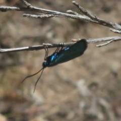 Pollanisus (genus) at Block 402 - 19 Nov 2023