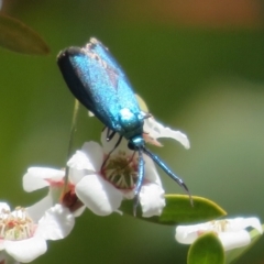 Pollanisus (genus) at Block 402 - 19 Nov 2023