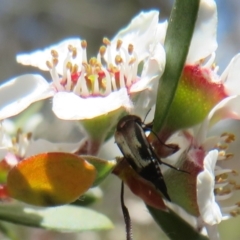 Mordella sp. (genus) (Pintail or tumbling flower beetle) at Stromlo, ACT - 19 Nov 2023 by Christine