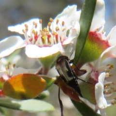 Mordella sp. (genus) (Pintail or tumbling flower beetle) at Block 402 - 19 Nov 2023 by Christine