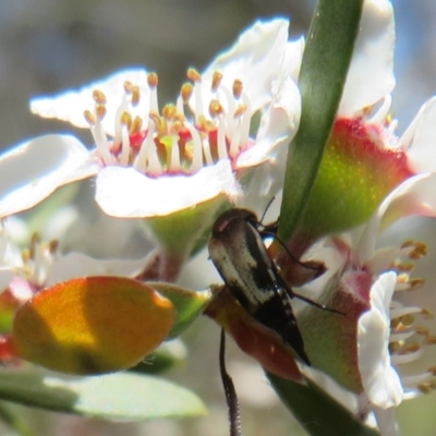 Mordella sp. (genus) (Pintail or tumbling flower beetle) at Stromlo, ACT - 19 Nov 2023 by Christine