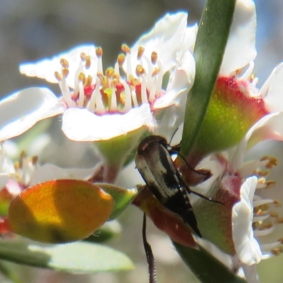 Mordella sp. (genus) (Pintail or tumbling flower beetle) at Bluetts Block Area - 19 Nov 2023 by Christine