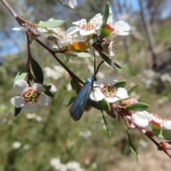 Mordella sp. (genus) at Bluetts Block (402, 403, 12, 11) - 19 Nov 2023 11:20 AM