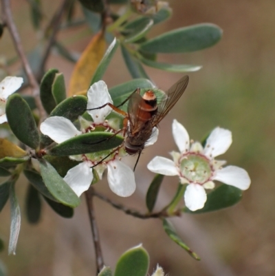 Unidentified Bristle Fly (Tachinidae) at Murrumbateman, NSW - 16 Nov 2023 by SimoneC