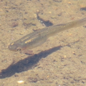 Gambusia holbrooki at Melba, ACT - 18 Nov 2023