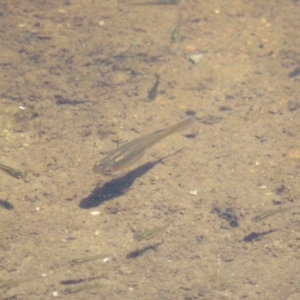 Gambusia holbrooki at Melba, ACT - 18 Nov 2023