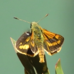 Ocybadistes walkeri (Green Grass-dart) at Flynn, ACT - 17 Nov 2023 by Christine