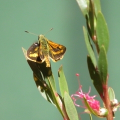 Ocybadistes walkeri at Flynn, ACT - 18 Nov 2023