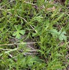 Haloragis heterophylla (Variable Raspwort) at Namadgi National Park - 13 Oct 2023 by Tapirlord