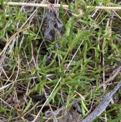 Haloragis heterophylla at Namadgi National Park - 13 Oct 2023