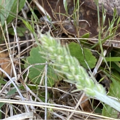 Plantago varia (Native Plaintain) at Rendezvous Creek, ACT - 13 Oct 2023 by Tapirlord
