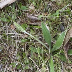 Plantago varia at Namadgi National Park - 13 Oct 2023