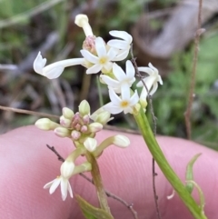 Stackhousia monogyna (Creamy Candles) at Rendezvous Creek, ACT - 13 Oct 2023 by Tapirlord