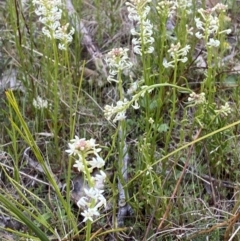 Stackhousia monogyna at Namadgi National Park - 13 Oct 2023 05:03 PM