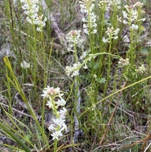 Stackhousia monogyna at Namadgi National Park - 13 Oct 2023 05:03 PM