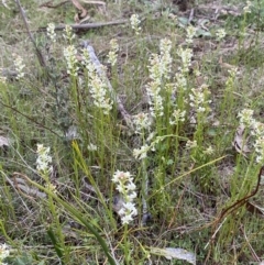 Stackhousia monogyna at Namadgi National Park - 13 Oct 2023 05:03 PM