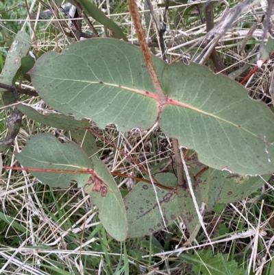 Eucalyptus dives (Broad-leaved Peppermint) at Rendezvous Creek, ACT - 13 Oct 2023 by Tapirlord