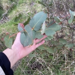 Eucalyptus dives at Namadgi National Park - 13 Oct 2023