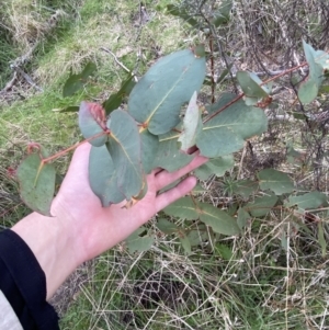 Eucalyptus dives at Namadgi National Park - 13 Oct 2023 05:02 PM