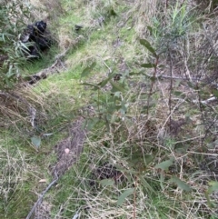 Eucalyptus dives at Namadgi National Park - 13 Oct 2023 05:02 PM