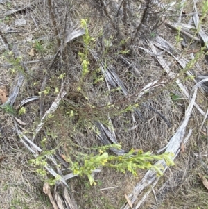 Pimelea curviflora var. gracilis at Namadgi National Park - 13 Oct 2023