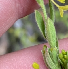 Pimelea curviflora var. gracilis at Namadgi National Park - 13 Oct 2023