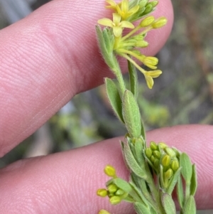 Pimelea curviflora var. gracilis at Namadgi National Park - 13 Oct 2023 05:01 PM