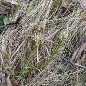 Stackhousia monogyna at Namadgi National Park - 13 Oct 2023