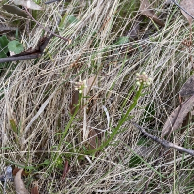 Stackhousia monogyna (Creamy Candles) at Namadgi National Park - 13 Oct 2023 by Tapirlord