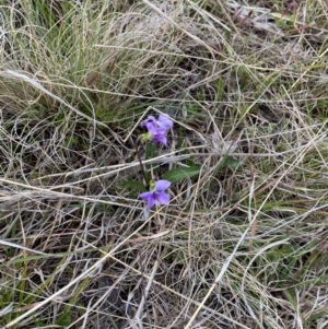 Viola betonicifolia at Namadgi National Park - 13 Oct 2023
