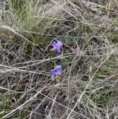 Viola betonicifolia (Mountain Violet) at Rendezvous Creek, ACT - 13 Oct 2023 by Tapirlord