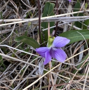 Viola betonicifolia at Namadgi National Park - 13 Oct 2023