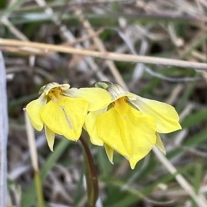 Diuris subalpina at Namadgi National Park - 13 Oct 2023