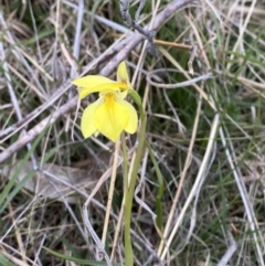 Diuris subalpina at Namadgi National Park - suppressed