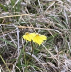 Diuris subalpina at Namadgi National Park - 13 Oct 2023