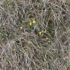 Diuris subalpina at Namadgi National Park - 13 Oct 2023