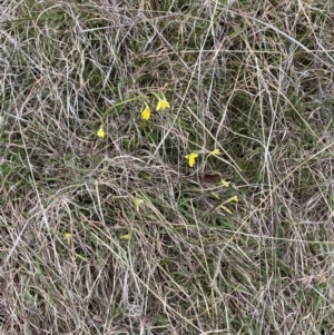 Diuris subalpina at Namadgi National Park - 13 Oct 2023