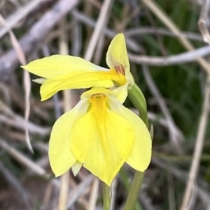 Diuris subalpina at Namadgi National Park - 13 Oct 2023