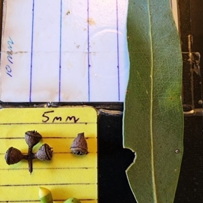 Eucalyptus rubida subsp. rubida (Candlebark) at Deakin, ACT - 19 Nov 2023 by Steve818