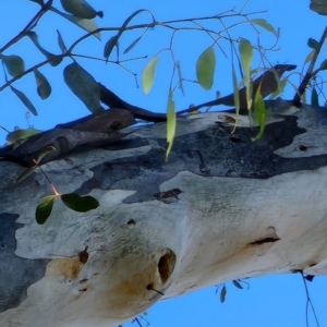 Eucalyptus rubida subsp. rubida at Red Hill Nature Reserve - 19 Nov 2023