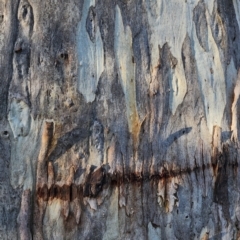 Eucalyptus rubida subsp. rubida at Red Hill Nature Reserve - 19 Nov 2023